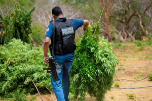 Is Marijuana Still a Felony in Arizona? - he Law Office of Zayed Al-Sayyed