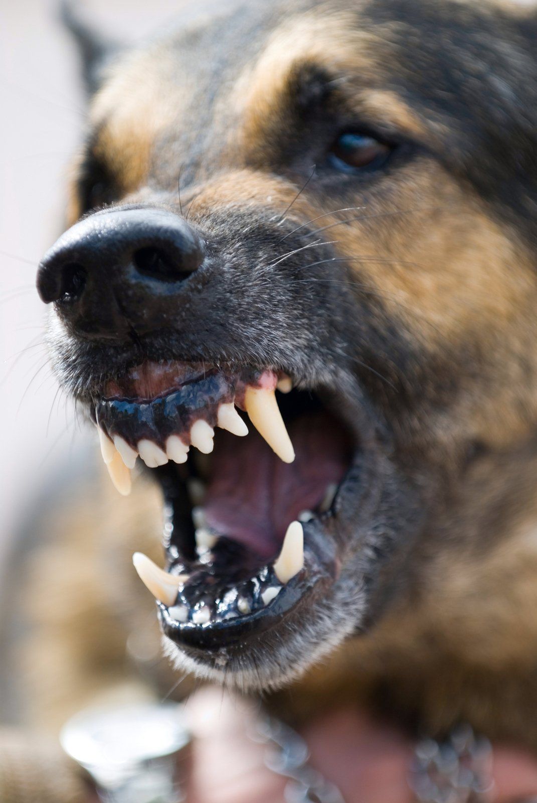 The Law Office of Zayed Al-Sayyed|Dog Bite Attorney