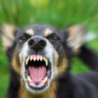 How Long After a Dog Bite Can You Make a Claim in Arizona?