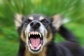 How Long After a Dog Bite Can You Make a Claim in Arizona?