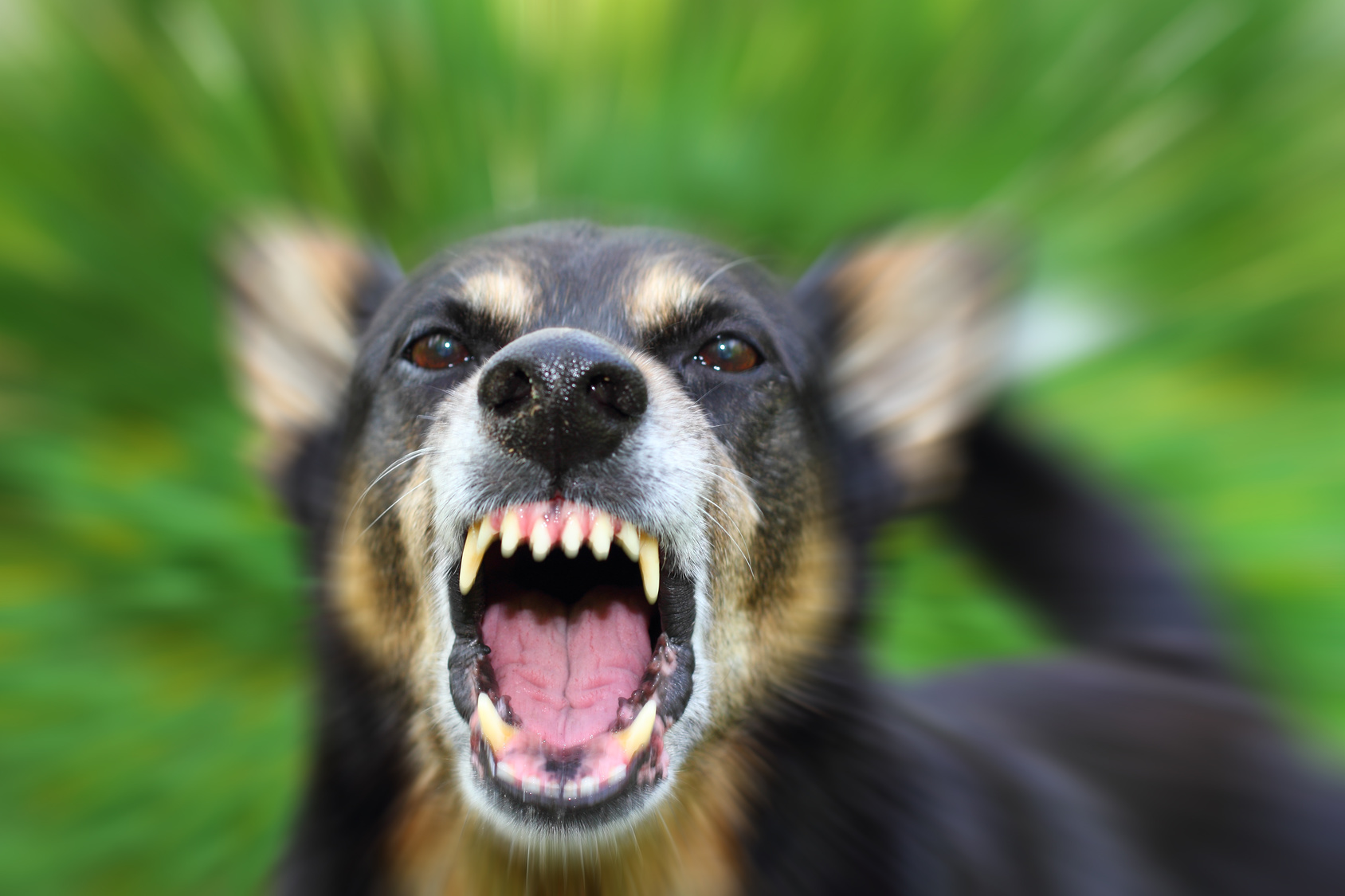 The Law Office of Zayed Al-Sayyed | How Long After a Dog Bite Can You Make a Claim in Arizona?