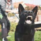 How Much is My Dog Bite Case Worth? Understanding Arizona Settlements