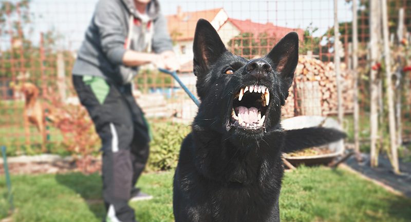 The Law Office of Zayed Al-Sayyed | How Much is My Dog Bite Case Worth? Understanding Arizona Settlements