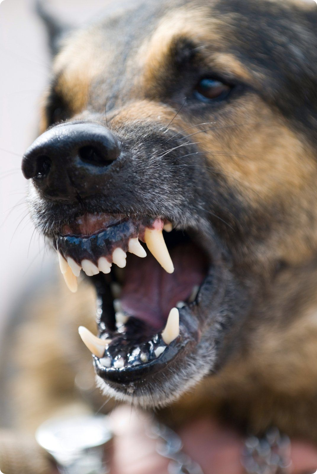 The Law Office of Zayed Al-Sayyed | Dog Bite Attorney