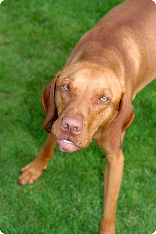 The Law Office of Zayed Al-Sayyed | Dog Bite Attorney