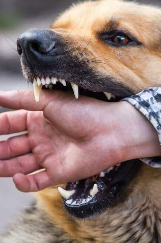 Gilbert Dog Bite Lawyer