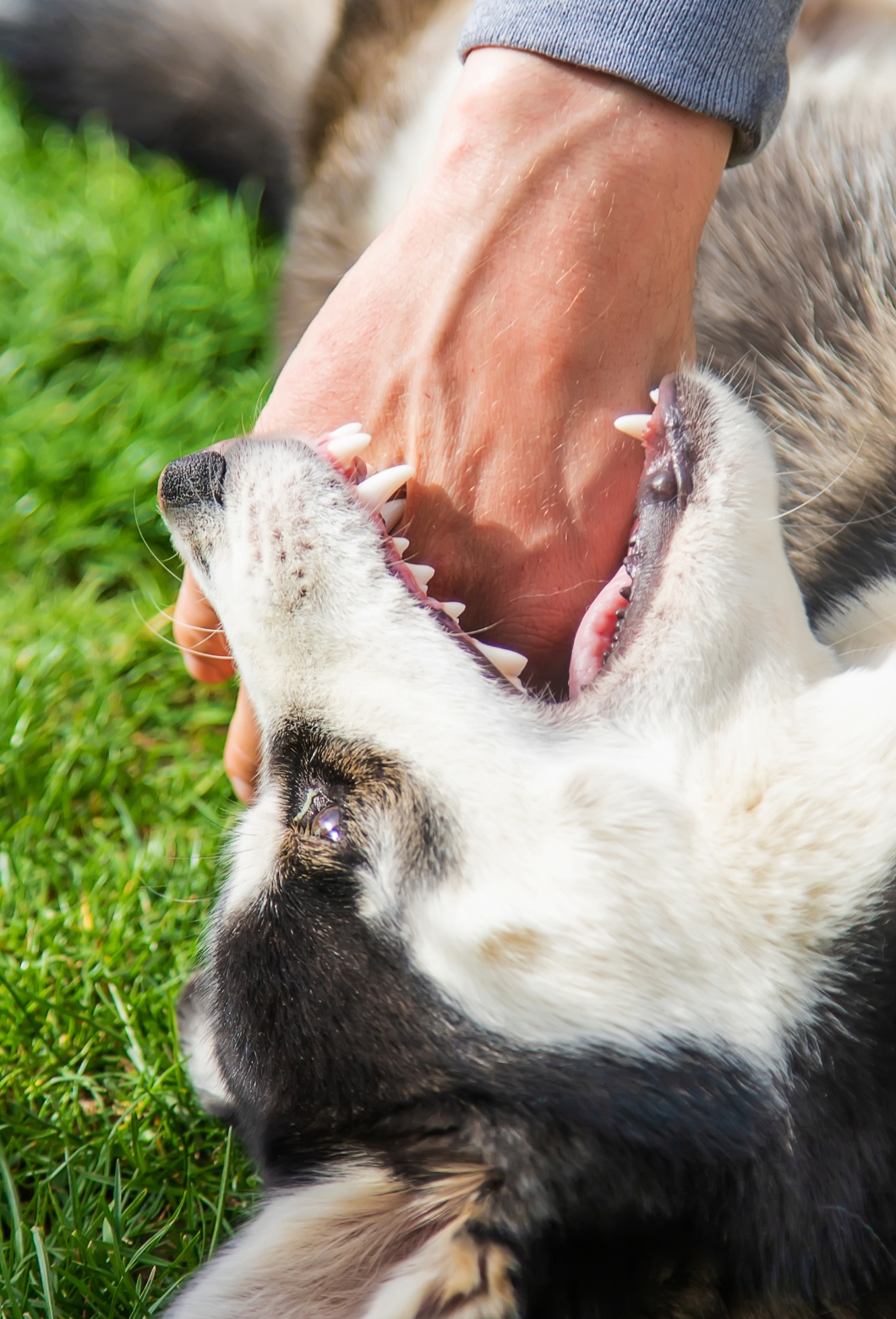 Dog Bite Lawyer Glendale