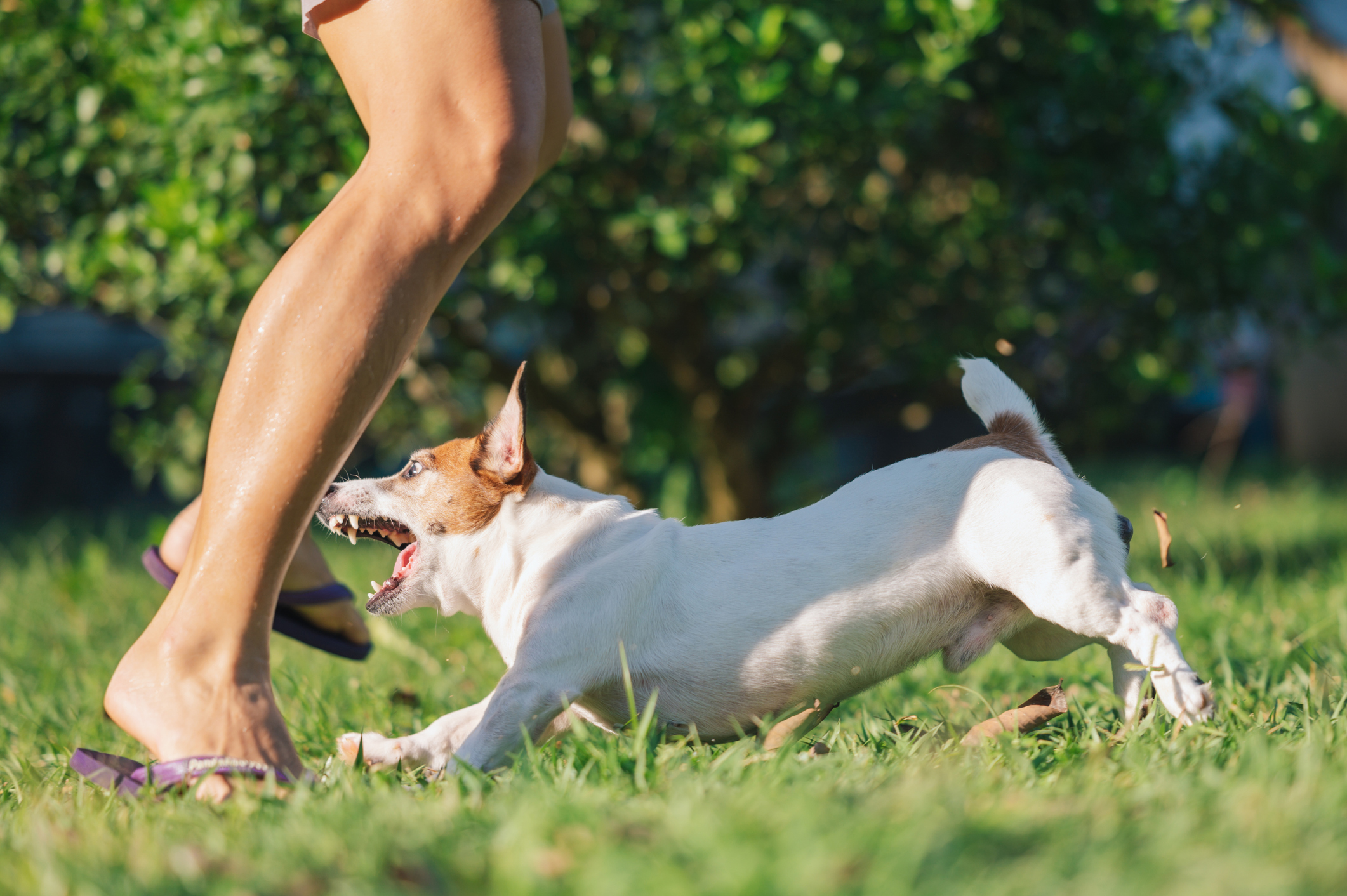 Arizona Dog Laws in 2026