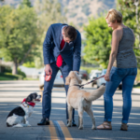 Arizona Dog Laws in 2026: What Every Dog Owner Should Know