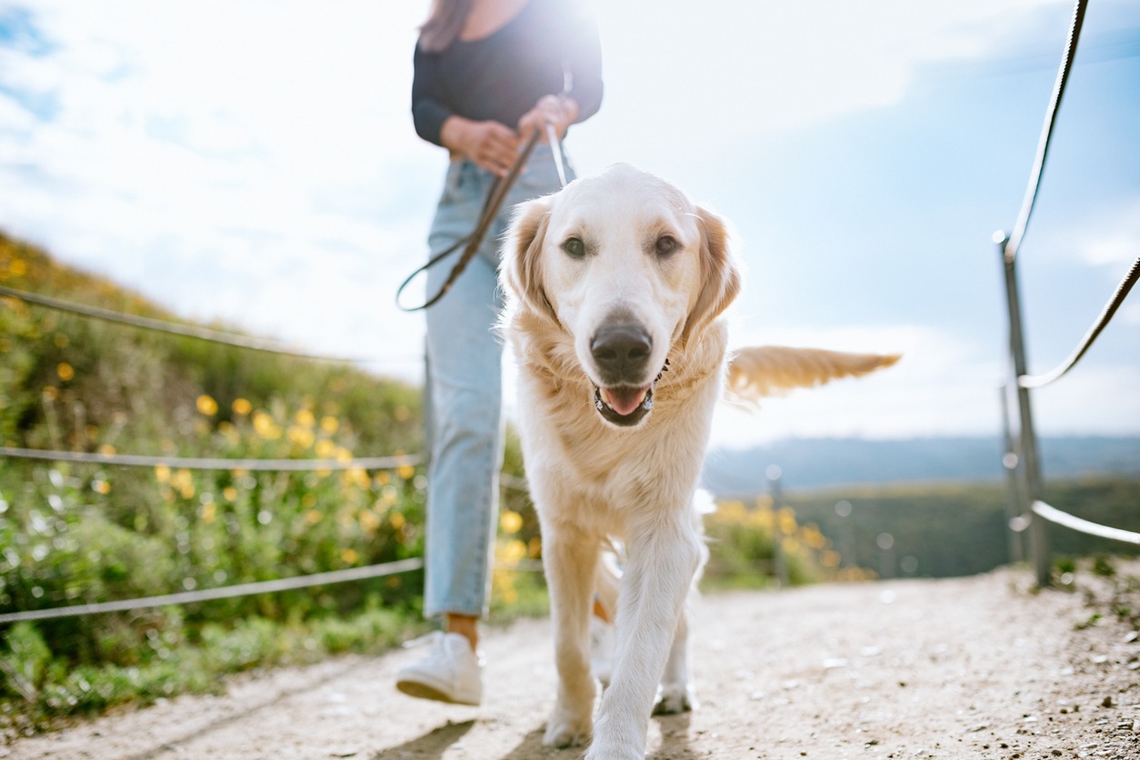 Arizona Dog Laws in 2026