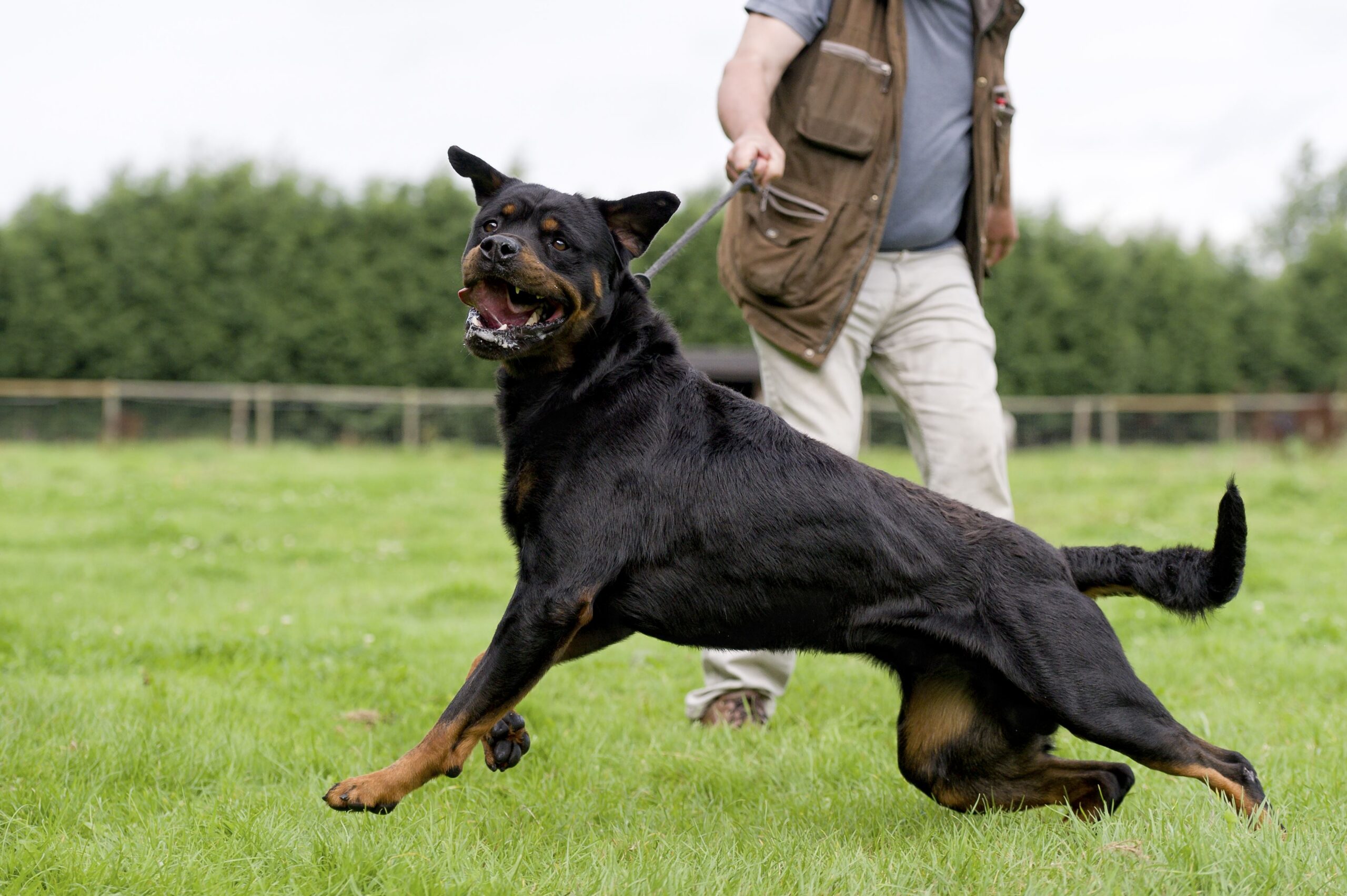 Most Aggressive Dog Breeds:
