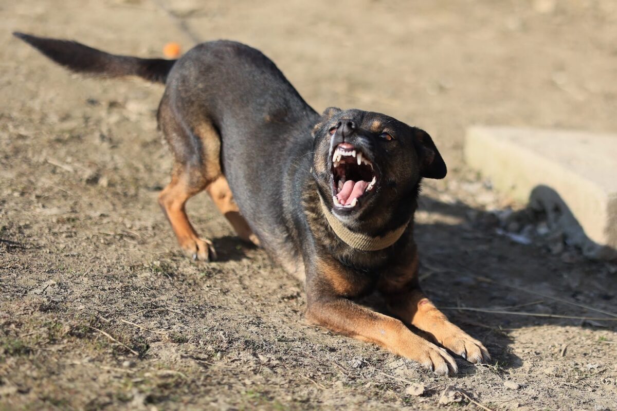 Blog Fullwidth Most Aggressive Dog Breeds: What the Data Says About Dog Bite Risks