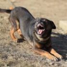 Most Aggressive Dog Breeds: What the Data Says About Dog Bite Risks