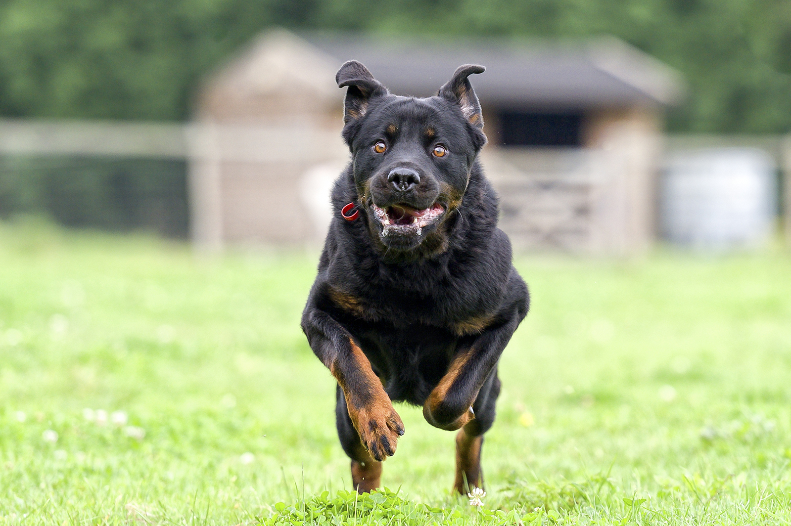 Most Aggressive Dog Breeds: