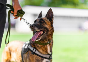 What To Do If You Have Been Bitten by a Dog in Arizona: A Complete Guide to Protecting Your Health and Legal Rights