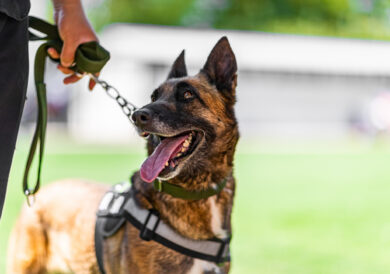 What To Do If You Have Been Bitten by a Dog in Arizona: A Complete Guide to Protecting Your Health and Legal Rights