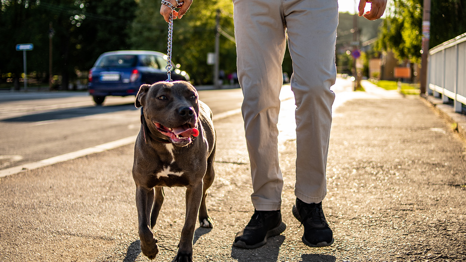 What To Do If You Have Been Bitten by a Dog in Arizona
