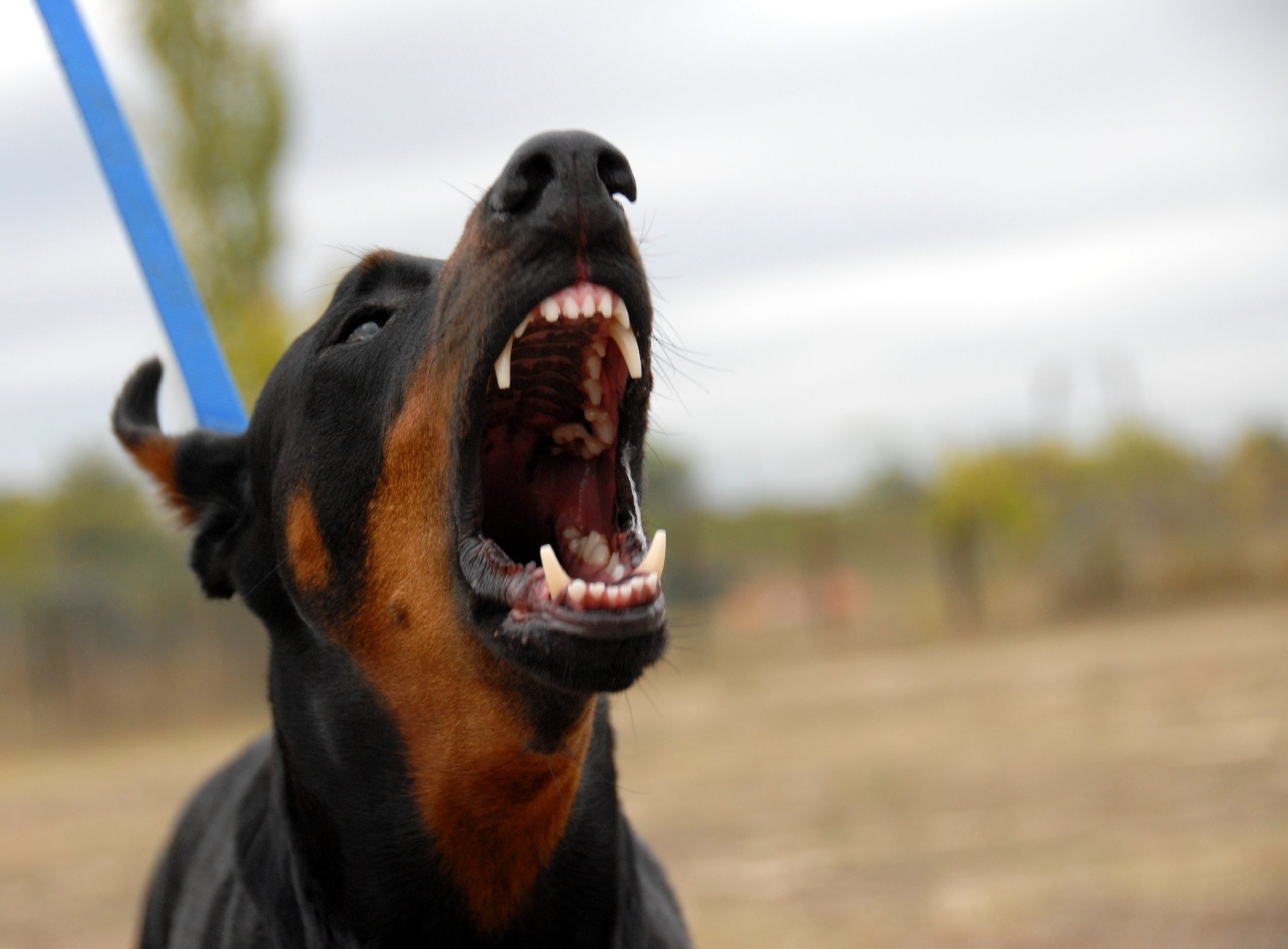 What To Do If You Have Been Bitten by a Dog in Arizona