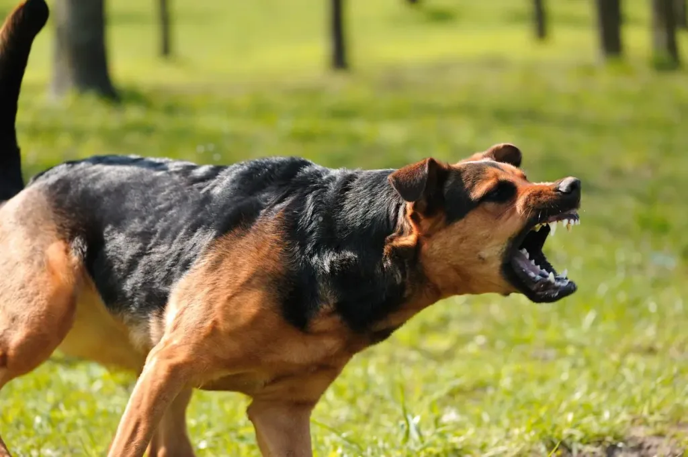 Phoenix Dog Bite Lawyer